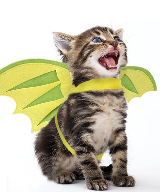 [러비캣] 고양이 할로윈 박쥐 날개 코스튬 . 강아지 옷